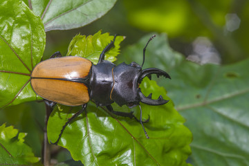 Stag Beetle (Odontolabis mouhoti )