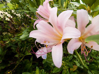 Lycoris Squamigera, Pale pink Magic Lily, 