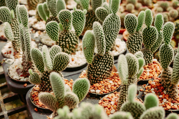 Opuntia Cactus Plant