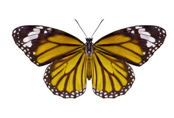 Fototapeta premium Butterflies, Plain Tiger Butterfly flying up (Danaus chrysippus,beautiful butterflies