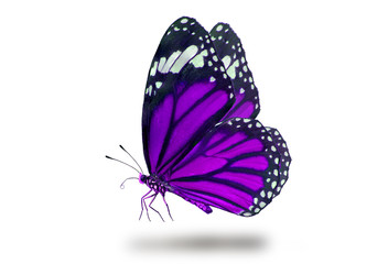Fototapeta na wymiar Butterflies, Plain Tiger Butterfly flying up (Danaus chrysippus,beautiful butterflies