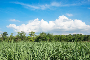 Sugar cane farm with beautiful blue sky and cloud 