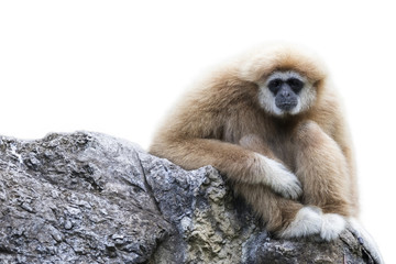 Image of a gibbon sitting on rocks on white background. Monkey.