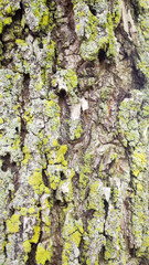 Tree bark with Lichen