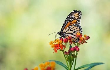 Meubelstickers Vlinder Monarchvlinder (danaus plexippus) die zich voedt met tropische kroontjeskruidbloemen in de herfsttuin