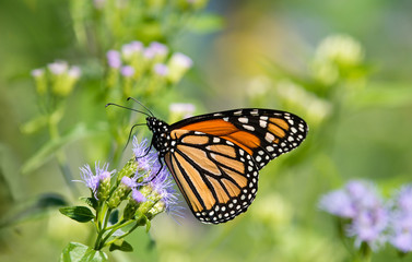Fototapeta na wymiar Monarch butterfly (danaus plexippus) feeding on Greggs Mistflowers in the fall garden