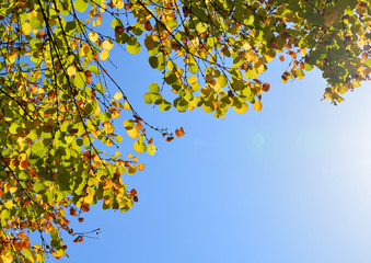 甘い綿菓子の香りがする桂の黄葉、日本の秋