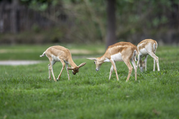 Antelope on green grass background, blackbuck (Antilope cervicapra)