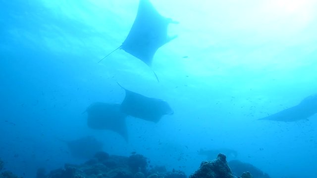 Manta ray cleaning station in Maldives