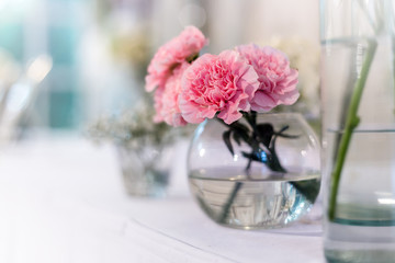 Pink carnations flower in the glass vase
