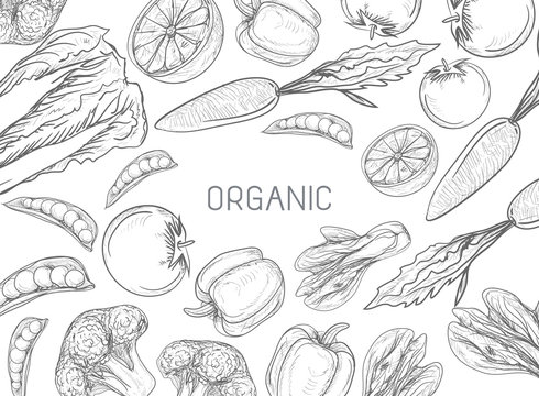 Healthy Vegetables Frame. Linear graphic. Vector illustration