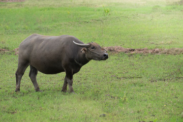 Buffalo in the field, Thailand