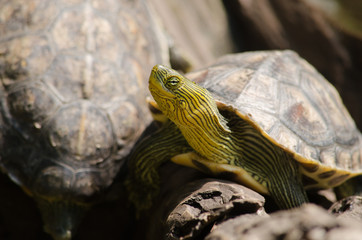 Red-eared slider