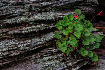 Lichen Covered Slate Ledges Decorated by Wild Flowers. Santa Catalina Mountains, near Tucson, Arizona