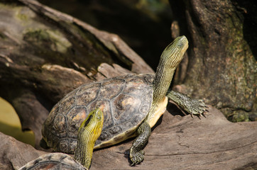 Red-eared slider