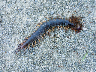 Ants swarmed by a large centipede bite.