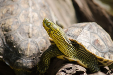 Naklejka premium Red-eared slider
