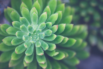 Green Succulent Plant