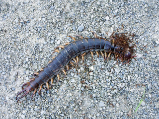Ants swarmed by a large centipede bite.