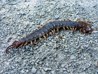 Ants swarmed by a large centipede bite.