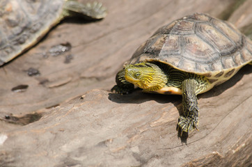 Red-eared slider