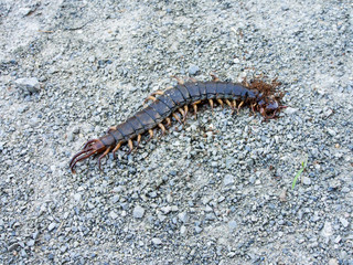 Ants swarmed by a large centipede bite.