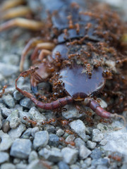 Ants swarmed by a large centipede bite.