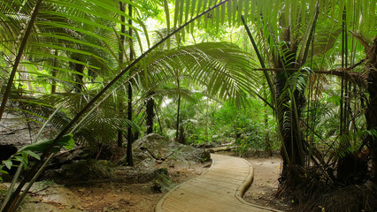 Fototapeta na wymiar Travel rainforest in Hup patat National park, Uthaithani province,Thailand