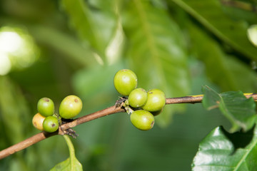 Green coffee beans growing on the branch