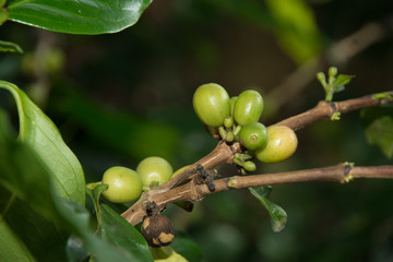 Green coffee beans growing on the branch