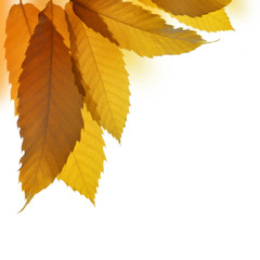 Autumn leaves of sweet chestnut tree (Castanea sativa) isolated on white background