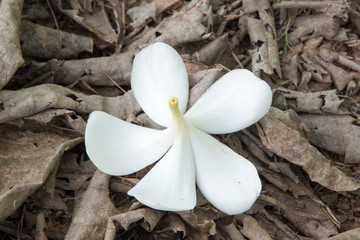 white  plumeria