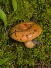 Saffron milk cap or Red pine mushroom, Lactarius deliciosus, in moss, selective focus, shallow DOF
