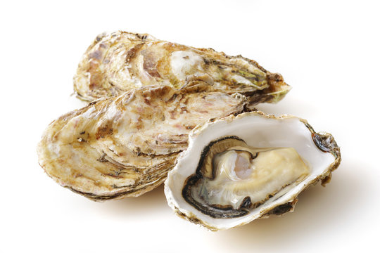 生牡蠣　Oysters