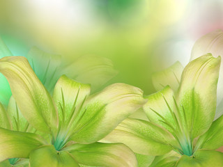 yellow- green lilies  flowers,  on green-yellow-turquoise blurred background .  Closeup.  Bright floral composition card for the holiday.  Nature.