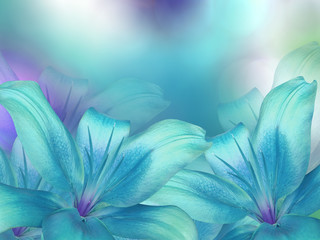Fototapeta blue- turquoise lilies  flowers,  on turquoise-purple-blue blurred background .  Closeup.  Bright floral composition card for the holiday.  Nature. obraz