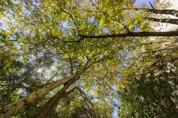 Beautiful fall color of Switzer Falls Trail