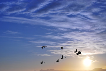 Landscape during purple sunset with flying birds
