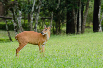 red muntjac live in grassland ,thailand