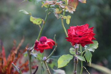 Rose Flower