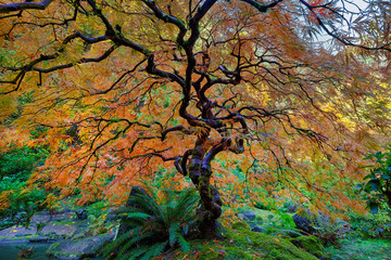 The Other Japanese Maple Tree in Autumn