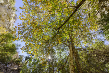 Obraz premium Beautiful fall color of Switzer Falls Trail