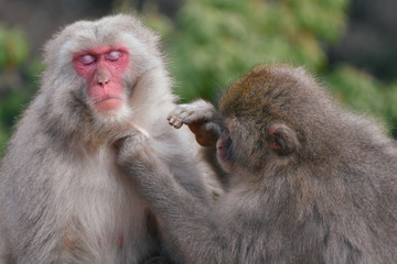 京都嵐山モンキーパーク いわたやま Kyoto Monkey Park Iwatoyama