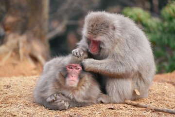 京都嵐山モンキーパーク いわたやま Kyoto Monkey Park Iwatoyama