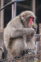 京都嵐山モンキーパーク いわたやま Kyoto Monkey Park Iwatoyama