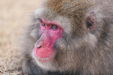 京都嵐山モンキーパーク いわたやま Kyoto Monkey Park Iwatoyama
