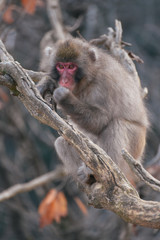 京都嵐山モンキーパーク いわたやま Kyoto Monkey Park Iwatoyama