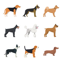 Different type of dogs breed set with Beagle, German shepherd, Akita Inu, Doberman, Poodle, Boxer, Great Dane and Dachshund. isolated vector set