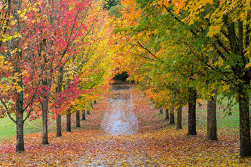 Fall Colors in Oregon