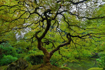 Old Japanese Maple Tree